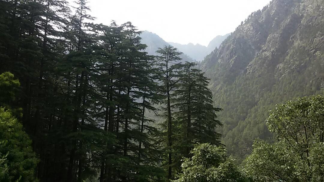 Hotel Deep Forest Kasol Exteriör bild